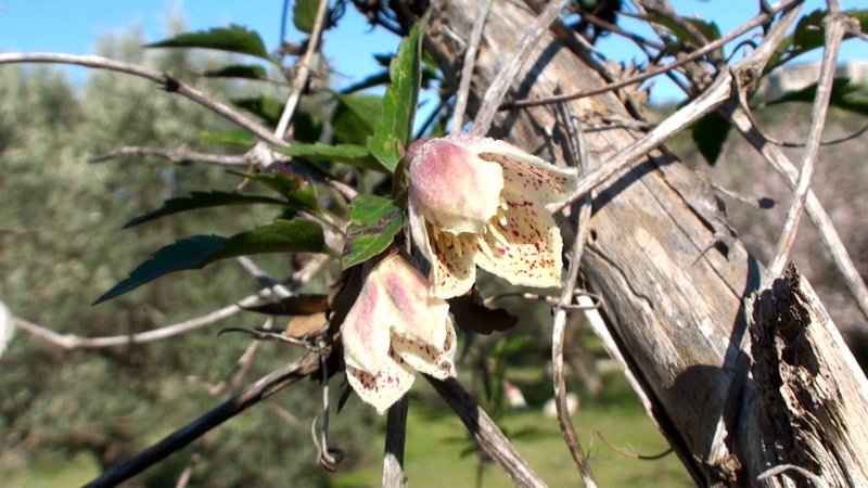 Still 80.jpg - Clematis